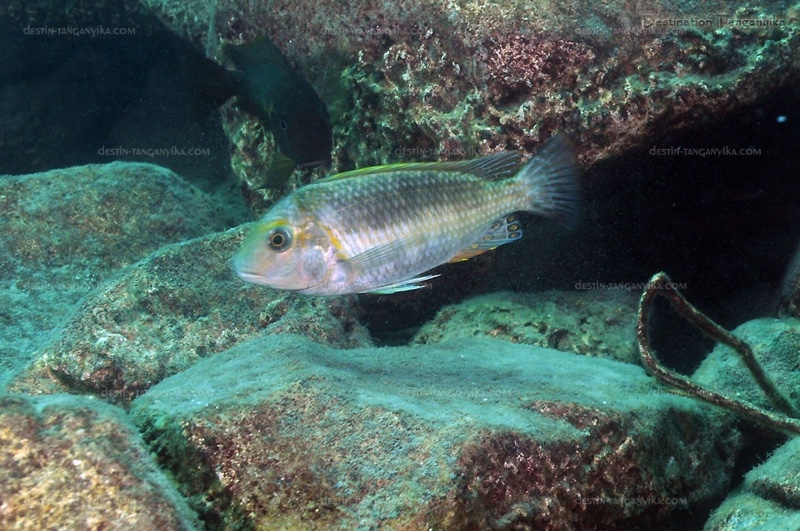 Interochromis loocki 'Ulwile Island'